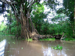 Amazonas-Flusslauf, Seitenarm 05, brauner
                Seitenarm
