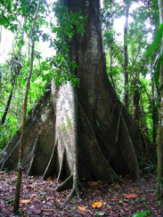 Baum 01, Riesenbaumstamm