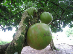 Khakibaum mit Khakifr�chten
