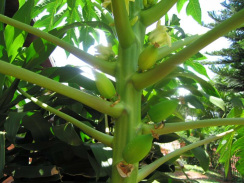 Papayabaum in Bl�te