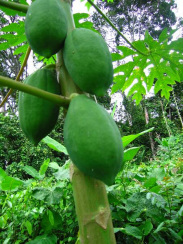 Papayabaum mit Fr�chten