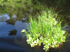 Wasserpflanzen 01: Schwimmende
                          Pflanzeninsel auf einem Amazonas-Nebenarm 01