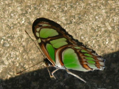 Schmetterling 01