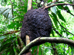 Termiten 01: Termitennest am Baum