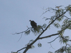 Amazonas, Vogel 02, Geier