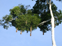 Amazonas, Vogel 03: H�ngende Nester der
                          Weberv�gel