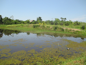 Criadero de peces en San Francisco, regi�n de
                Pucallpa