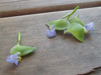 Medicina de los shipibos: una planta para los ojos