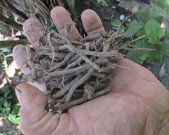 Medicina de los shipibos: una ra�z para m�s
                cabello