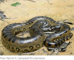 anaconda con
              manchas ovales y cuadrados y ganchos