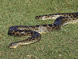 anaconda con
              manchas ovales y flechas