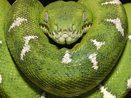 anaconda verde