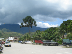 El grande pino en e parque al Jir�n
                          Bolognesi