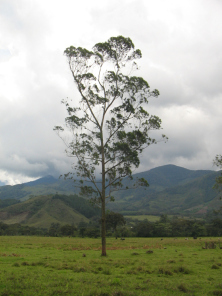 Ein
                        Eukalyptusbaum auf freiem Feld