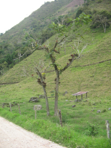 Eine Zeder mit einer Bergananasbl�te