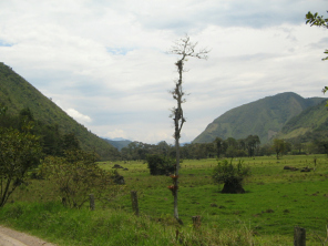 Baum "Diablo fuerte" mit
                        landwirtschaftlich genutzter Talebene und
                        Bergen