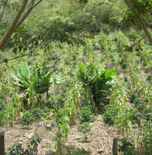 Kleine Platanoplantage am Hang