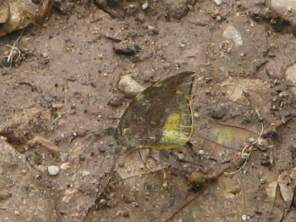 Schmetterling saugt auf dem Weg