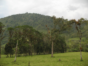 Baumreihe mit den Baumarten Nogal und
                        Diablo fuerte (weiter rechts)