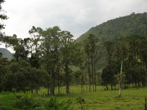 Baumreihe mit den Baumarten Nogal und
                        Diablo fuerte (weiter rechts), Nahaufnahme