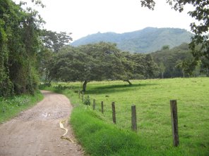 Figuras de �rboles con cardillera