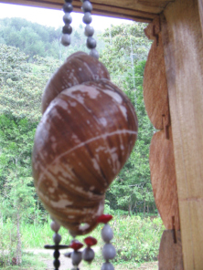 Concha de caracol, primer plano
                                    01