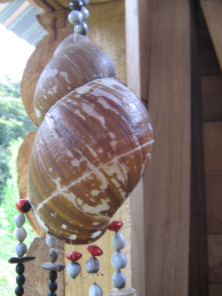 Concha de caracol, primer plano
                                    02