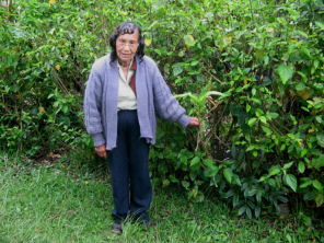 La hermana de Franciscos,
                                    Josefa, mostrando la planta
                                    Cheyushque 01