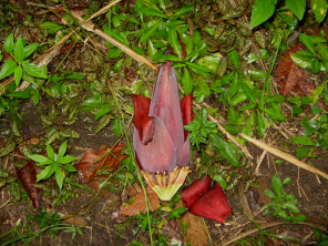 Una
                          flor pl�tano al piso