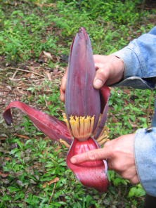 La flor
                          pl�tano abierta