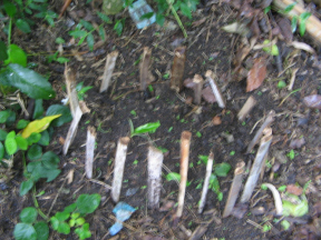 Planta
                        de fertilidad Cheyortsopas