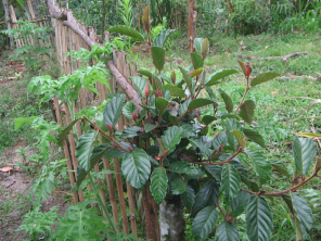Plantas medicinales Marcu y Mata Palo