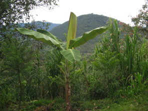 Arbusto
                          de pl�tano con monte al fondo