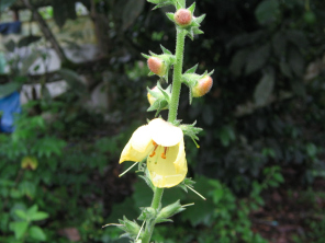 La flor de la planta medicinal
                                    Vara de Oro