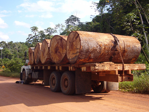 A truck
                with robbed wood from the rain forest on the road
                between I�apari and Puerto Maldonado