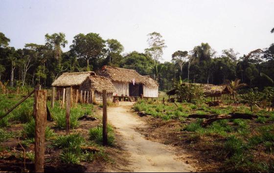 Typical houses of natives in Puerto
Maldonado Typical houses of natives in Puerto
Maldonado