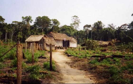 Typical houses of natives in Puerto
                Maldonado
