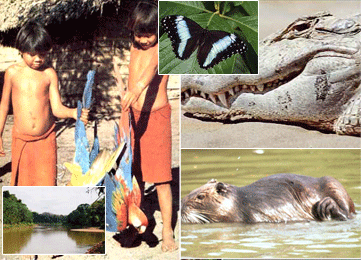 Bahuaja-Sonene National Park with
                natives with a macaw, a lake, a crocodile and a
                capybara