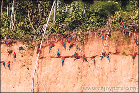 Macaws on a clay cliff (colpa) on
              Tambopata river