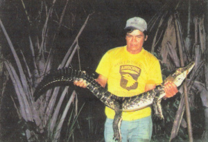 Black caiman found during a night excursion
                        in the Puerto Maldonado region