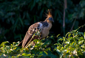 Hoatzin bird, leaves eating bird