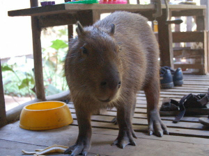 Capybara in a lodge in the Puerto Maldonado
                        region