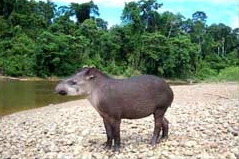 Tapir