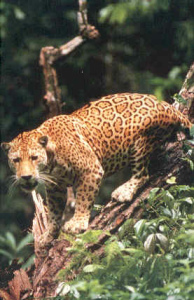 Jaguar of the Tambopata reservation