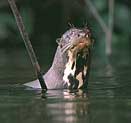 Giant otter in
                      Sandoval lake (Lago Sandoval)
