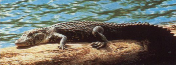 Caiman at
              Sandoval Lake on a wooden trunk