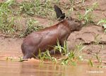 A capybara leaving the water