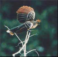 Hoatzin bird in Wasai