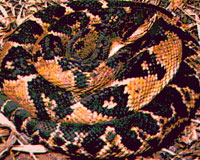 Shushupe snake (Lachesis muta)