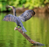 Cormorant at Sandoval
                      Lake